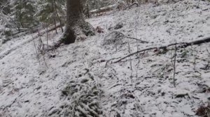 Охота с западно-сибирской лайкой (ЗСЛ). Распутываем следы и гоняем трофейного лося!