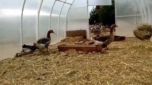 Ландские гуси: яичный вор в теплице!