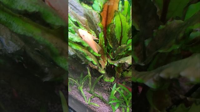 L144 Анциструс золотые