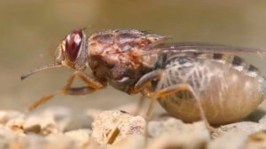 КОНГО- РЕКА МОНСТРОВ!!! Тайны Скрытые в Лесах Африки!! #река