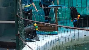 ШОУ МОРСКИХ КОТИКОВ.Видео Татьяны Крестьянсковой.