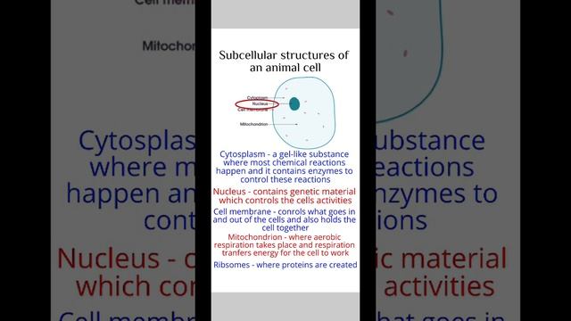 Cells  Biology