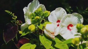 НЕЖНАЯ СПОКОЙНАЯ МУЗЫКА