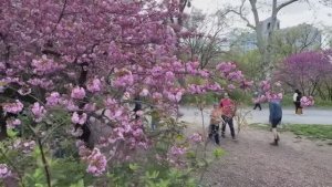 🇺🇸Весенняя прогулка по Нью-Йорку Центральный парк в полном цвету🌸🌹🌼