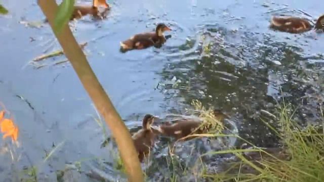 Утка с утятами. смотреть онлайн