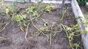 А дожди нас подтолкнули к...ВПЛ.
