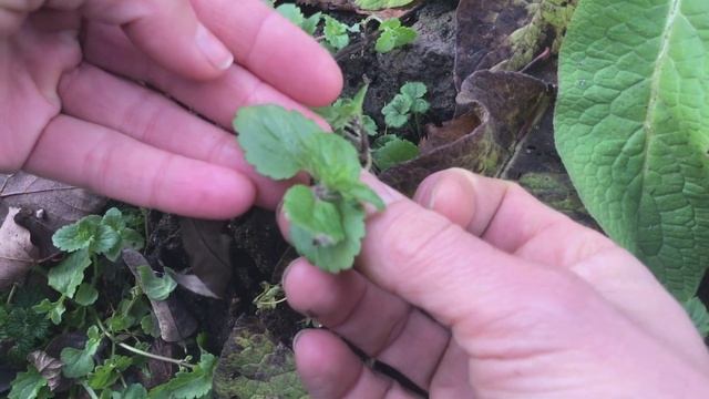 5 Divokých Bylinek v ADVENTU | Síla pro život смотреть онлайн