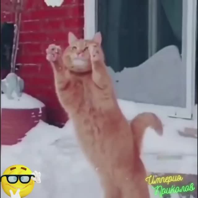 Кошки, Собаки и уставший Хомячок )