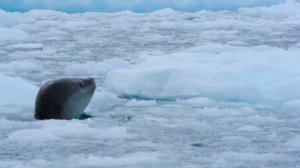 природа Чили ( на краю земли)