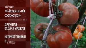 Томат "Чёрный Сахар"