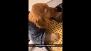 Собаки и Кошки самые забавные нарезки 2024 года