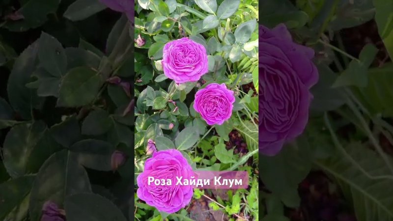 роза Хайди Клум (Heidi Klum) #розы #цветы #rose #garden #дача #сад #flowers #букет