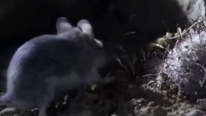 Кузнечиковый хомячок. ГРОЗНЫЙ ГРЫЗУН