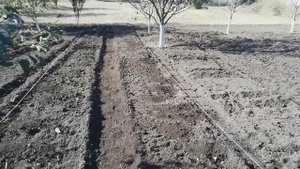 Посадка клубники. Юг. Кубань