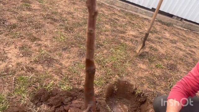 Сегодня купили и посадили Валерия смотреть онлайн