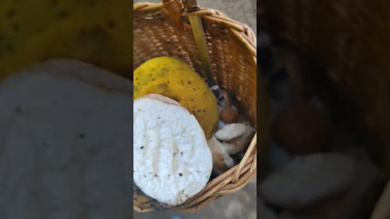 #рекомендации #тренды #грибы смотреть онлайн