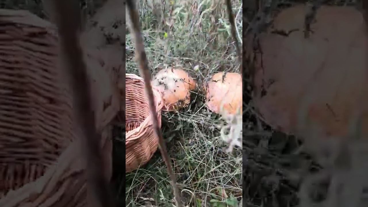 #рекомендации #грибы #тренды смотреть онлайн