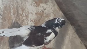 Крюковские голуби,Чёрные и рябенькие и немного молодых.