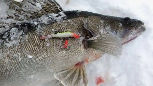 Тренеруемся ловить Берша!