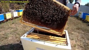 Карпатка от Игоря матковода