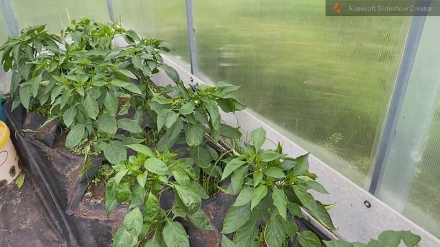 Мои советы по выращиванию сладкого перца в теплице