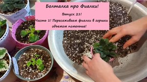 Болталка про Фиалки! Выпуск 21! Часть 1: Пересаживаем фиалки в горшки объемом поменьше!