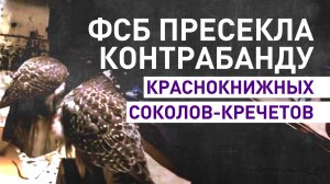 У жителя Чукотки изъяли трёх краснокнижных соколов-кречетов