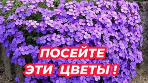 Какие ПОЧВОПОКРОВНЫЕ ЦВЕТЫ посадить в саду? 3 лучших почвопокровников из семян!