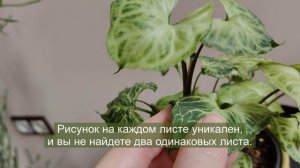 Сингониум Батик (Syngonium Batik) — расписное чудо от матушки-природы