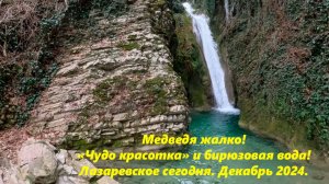 Медведя жалко!!  "Красотка" и бирюзовая вода! Декабрь 2024. 🌴ЛАЗАРЕВСКОЕ СЕГОДНЯ🌴СОЧИ.