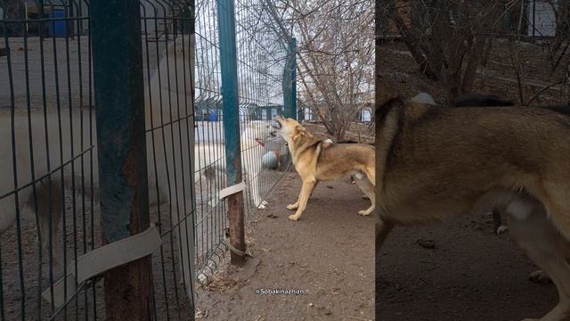 Важные переговоры