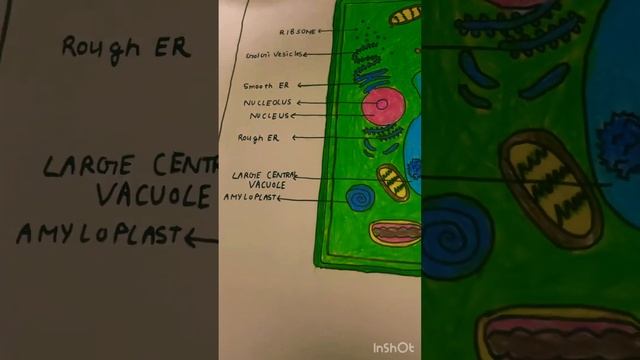 Diagram of animals and plant cells