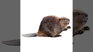 бобёр