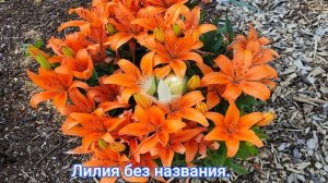 Лилии. Какие сорта растут в нашем саду. 2024