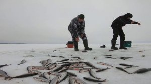 После обеда ПЛОТВА одичала и не давала передышек. Зимняя рыбалка на Ладоге. Ловля плотвы.