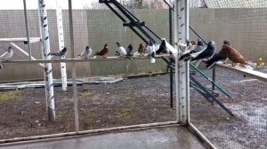 николаевские голуби Воронежская область
