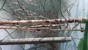 Зоопарк города Екатеринбурга часть 2 15 июня  2023 года