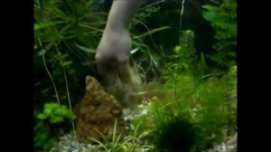 Hygrophila Angustifolia