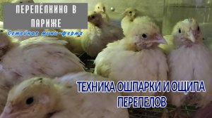ТЕХНИКА ОШПАРКИ И ОЩИПА ПЕРЕПЕЛОВ. ЛИЧНЫЙ ОПЫТ