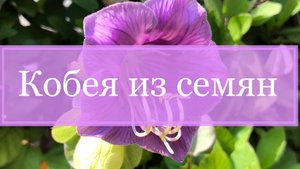 Кобея из семян, от посева до цветения