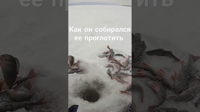 Как он собирался ее проглотить?  #рыбалка #зимняярыбалка #окунь