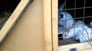 Пересаживания крольчиху с крольчатами в новую клетку