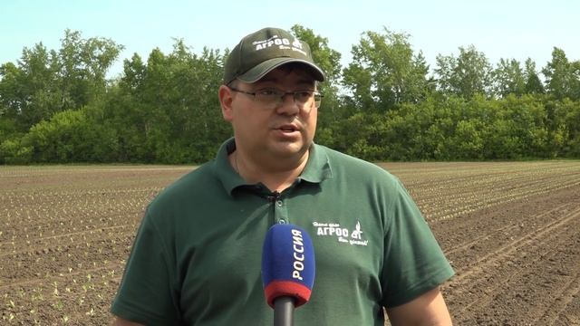 Посадка овощей в Новосибирской области завершена на 95% // "Новости 49" 11.06.24