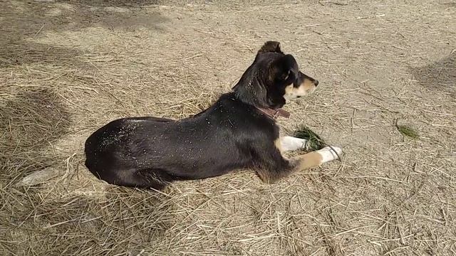 Щенок ищет дом. смотреть онлайн