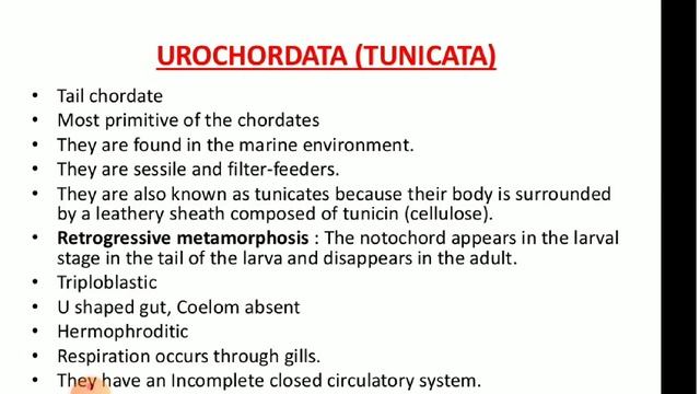 Protochordate = Hemichordata, Urochordata, Cephalochordata смотреть онлайн