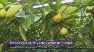 В оранжереях Летнего сада созрели цитрусовые