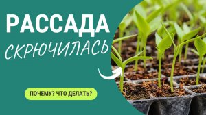 Что-то происходит с рассадой! Как исправить?