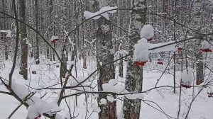 Русская зима.