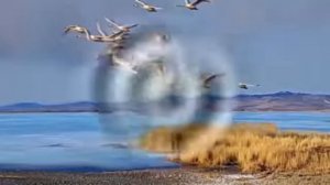 лебеди летят, оставляя след...