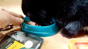 "Sheba" корм для кошек- паштет коллекция в желе Курица.